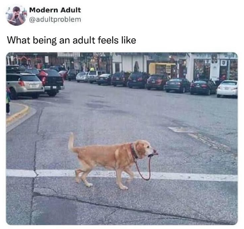 Modern Adult @adultproblem What being an adult feels like