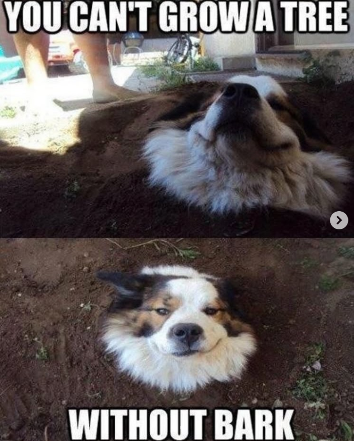 YOU CAN'T GROW A TREE WITHOUT BARK >