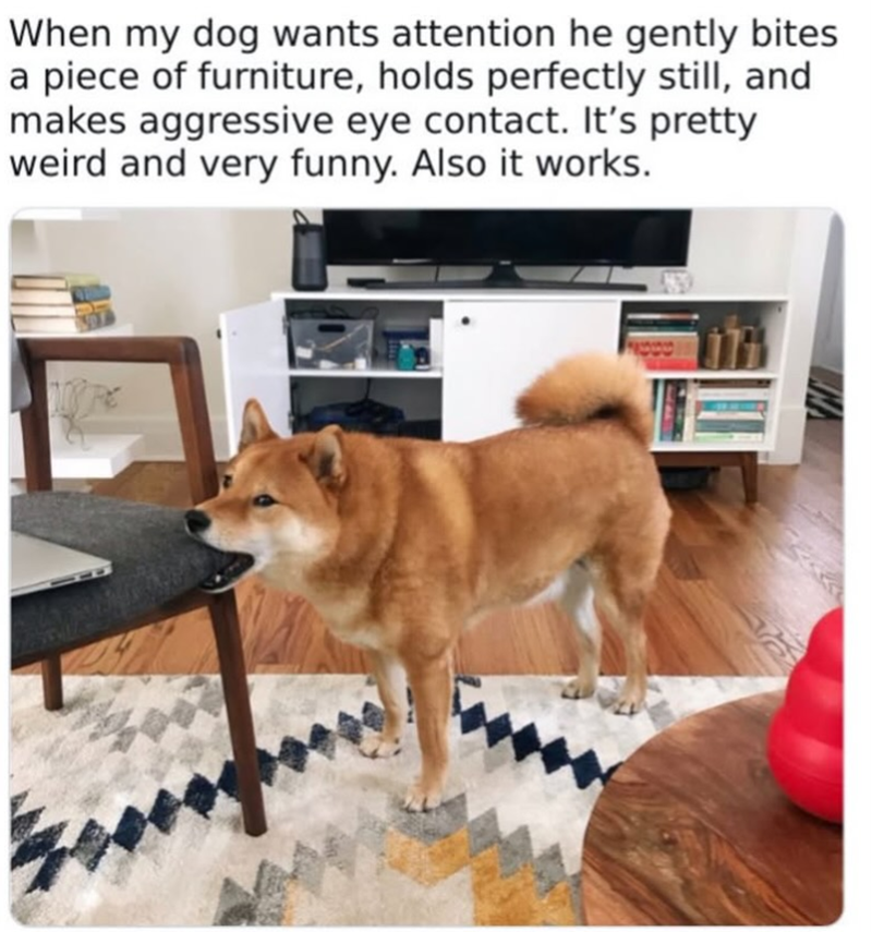 When my dog wants attention he gently bites a piece of furniture, holds perfectly still, and makes aggressive eye contact. It's pretty weird and very funny. Also it works.