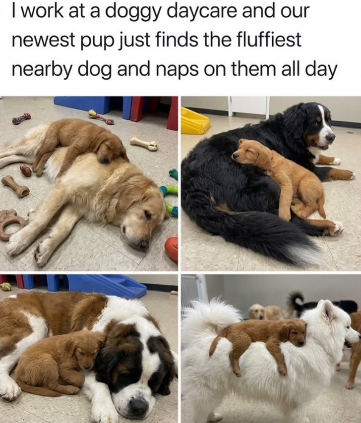I work at a doggy daycare and our newest pup just finds the fluffiest nearby dog and naps on them all day