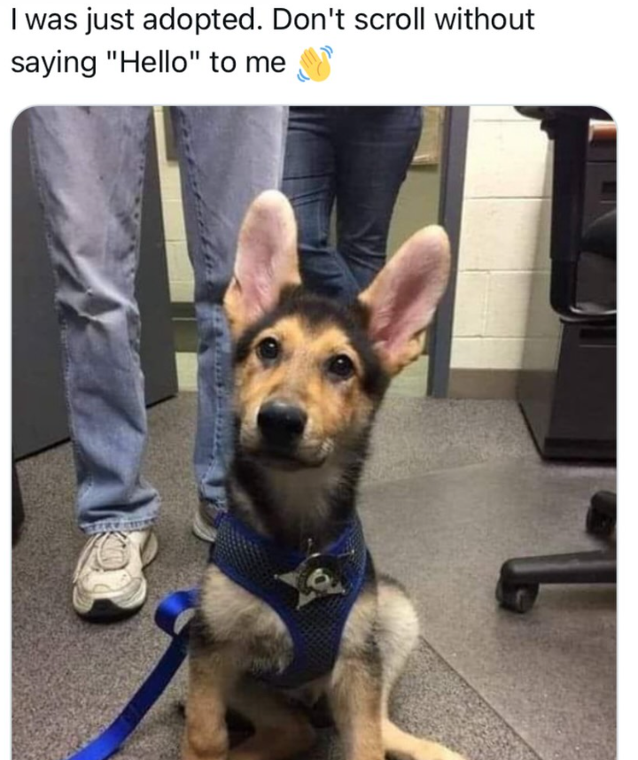 I was just adopted. Don't scroll without saying "Hello" to me