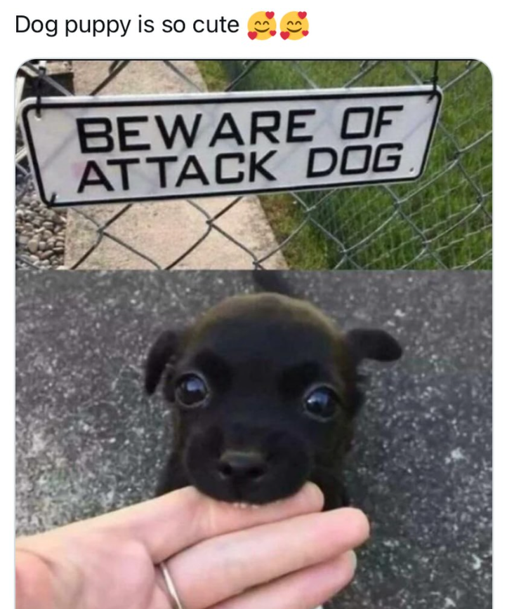 Dog puppy is so cute BEWARE OF ATTACK DOG