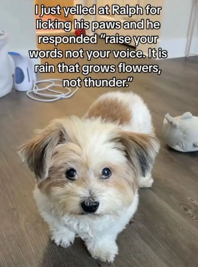 I just yelled at Ralph for licking his paws and he responded "raise your words not your voice. It is rain that grows flowers, not thunder."