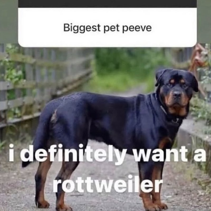 Biggest pet peeve i definitely want a rottweiler