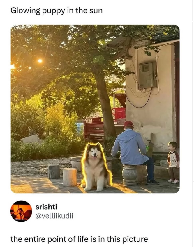 Glowing puppy in the sun srishti @velliikudii the entire point of life is in this picture
