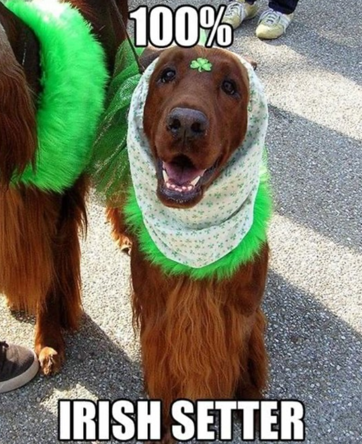 100% IRISH SETTER
