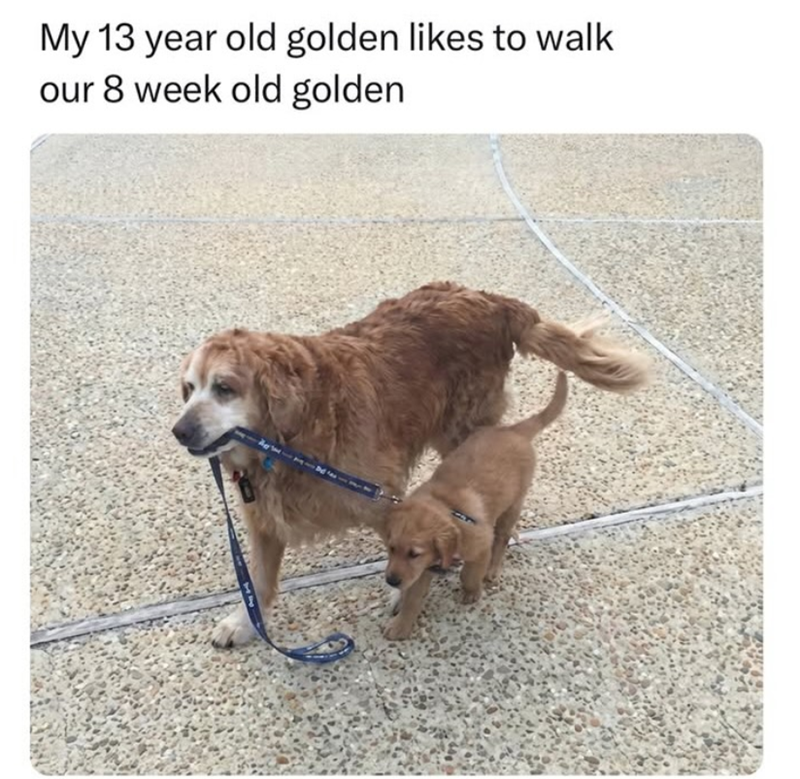 My 13 year old golden likes to walk our 8 week old golden