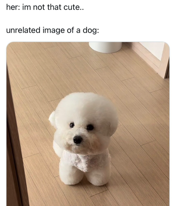 her: im not that cute.. unrelated image of a dog: