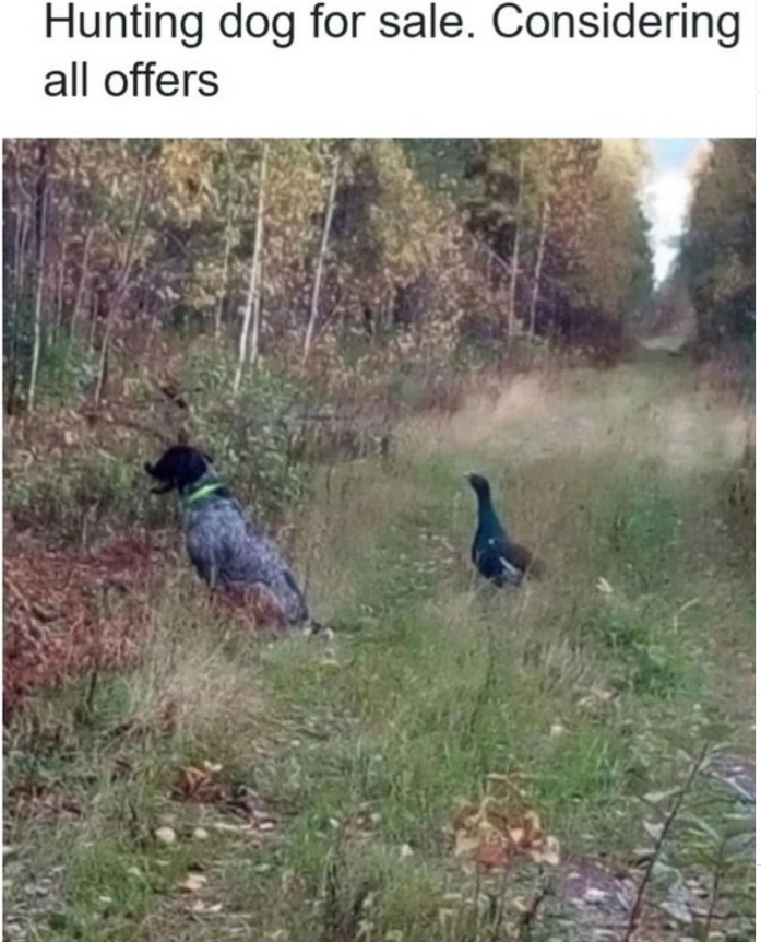 Hunting dog for sale. Considering all offers