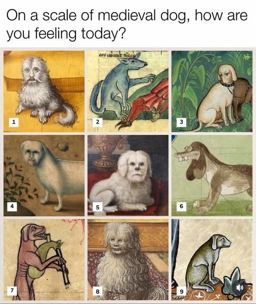 On a scale of medieval dog, how are you feeling today? 2 3 5 7 8 6