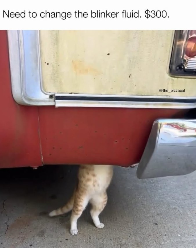 Need to change the blinker fluid. $300. @the_pizzacat