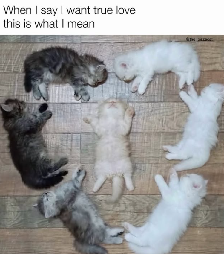 When I say I want true love this is what I mean @the_pizzacat