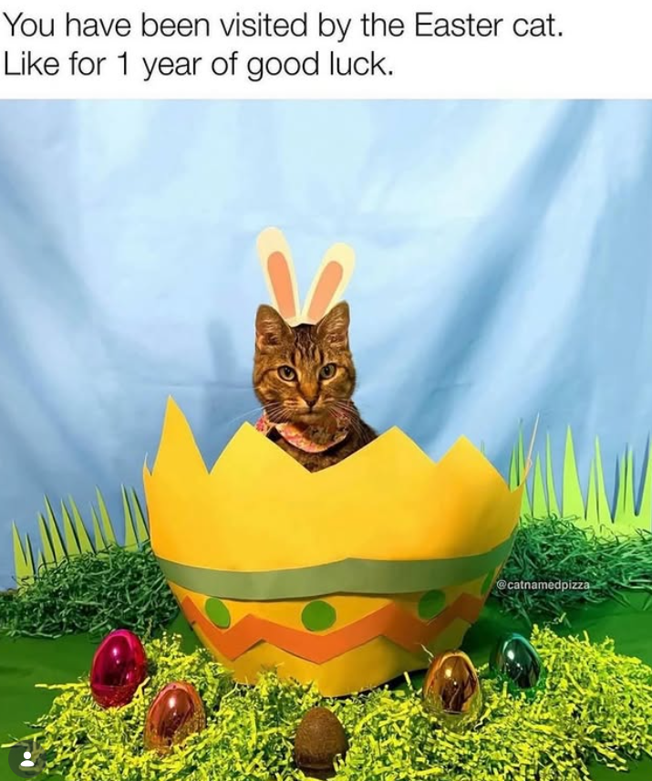 You have been visited by the Easter cat. Like for 1 year of good luck. @catnamedpizza