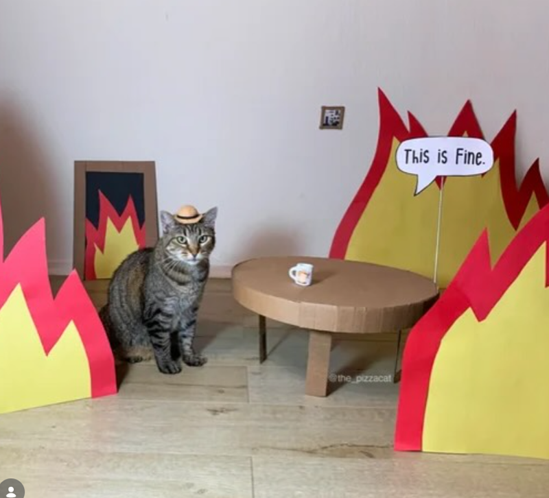 the_pizzacat (This is Fine.