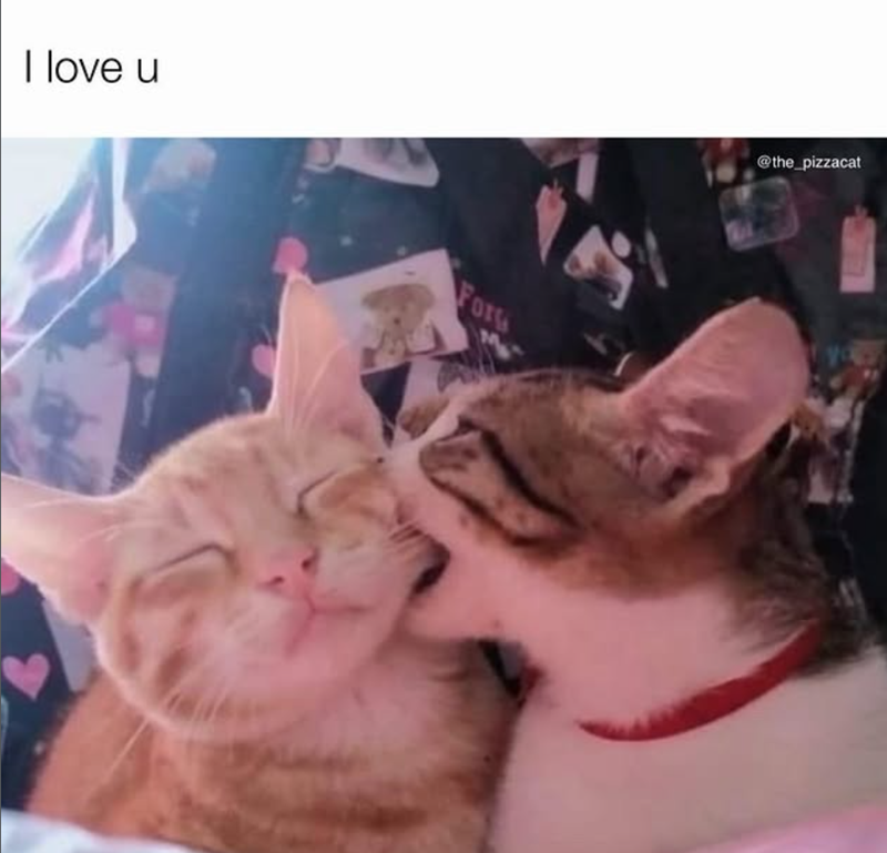 I love u Forg @the_pizzacat Yo