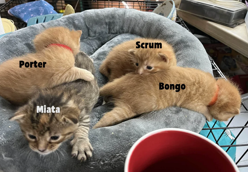 Porter Scrum Miata Bongo