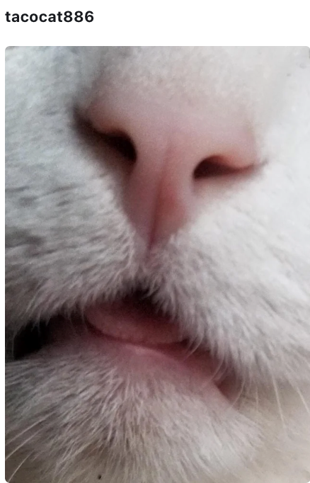 tacocat886