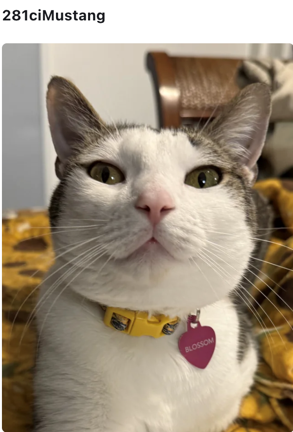 281ciMustang BLOSSOM