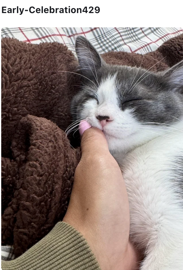 Early-Celebration429