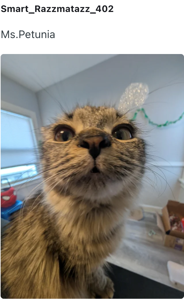 Smart_Razzmatazz_402 Ms.Petunia