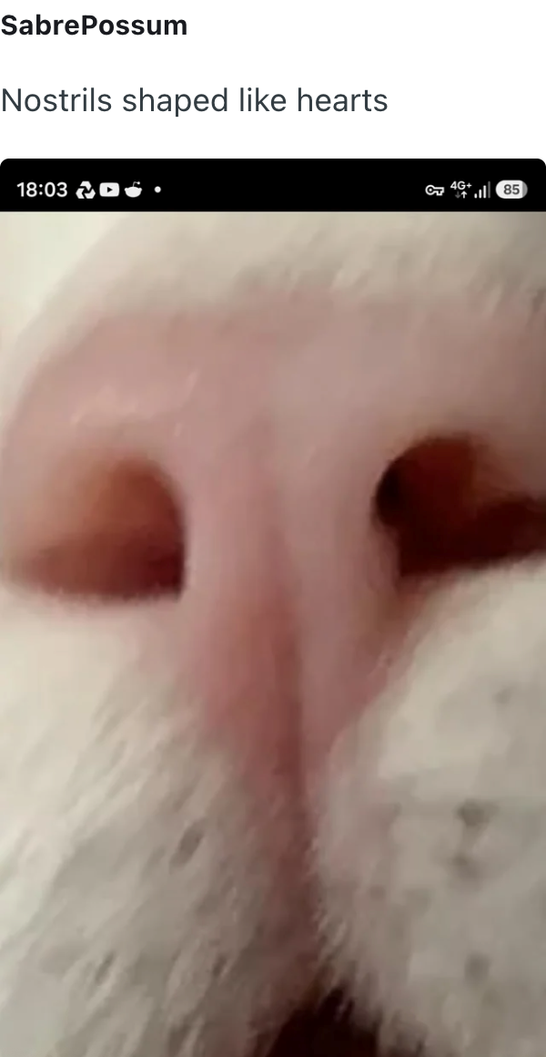 SabrePossum Nostrils shaped like hearts 18:03 C4G+85