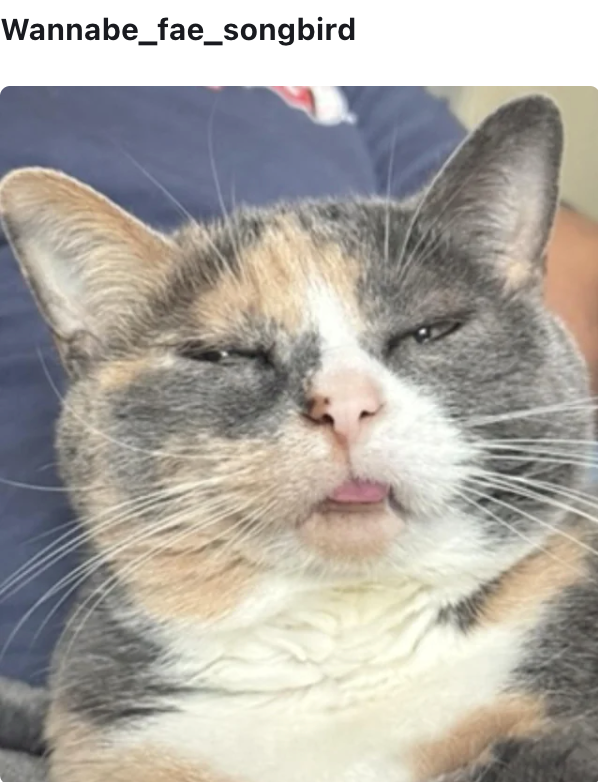 Wannabe_fae_songbird