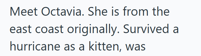 Meet Octavia. She is from the east coast originally. Survived a hurricane as a kitten, was