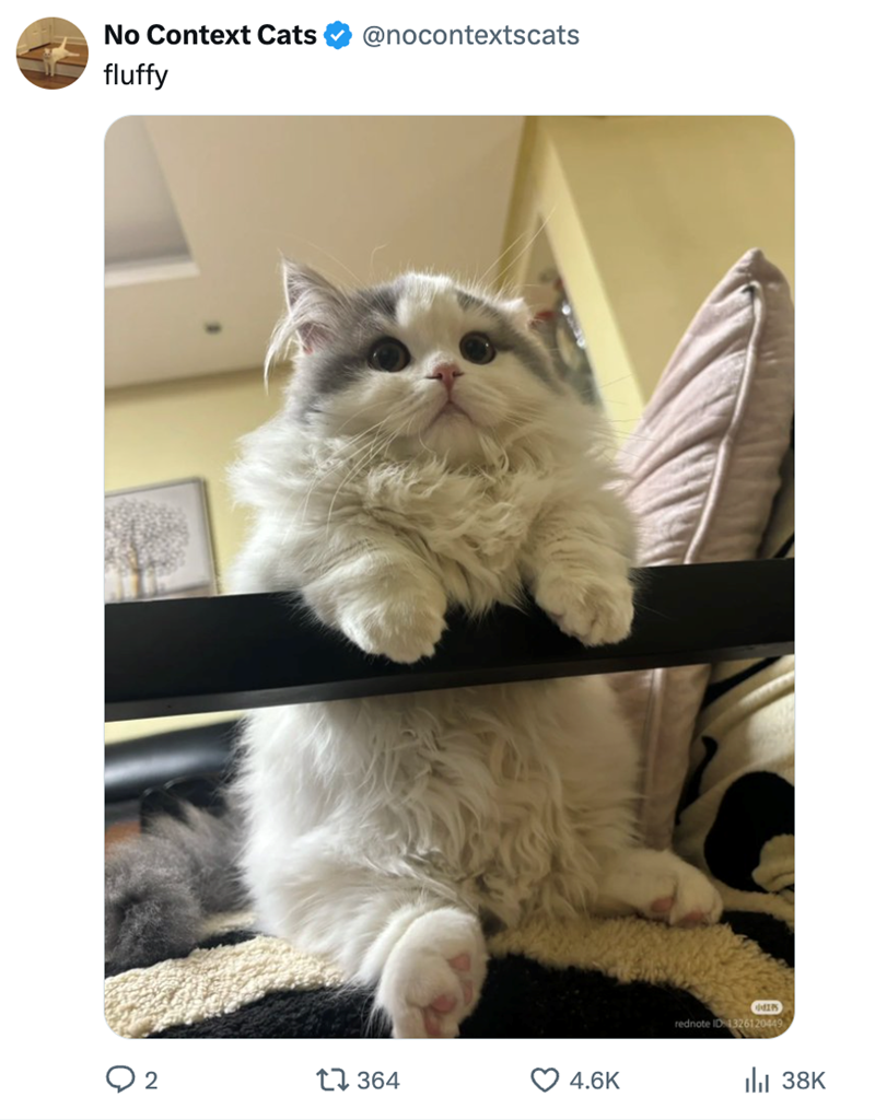 No Context Cats fluffy @nocontextscats 2 364 4.6K 小红药 rednote ID 1326120449 ılı 38K