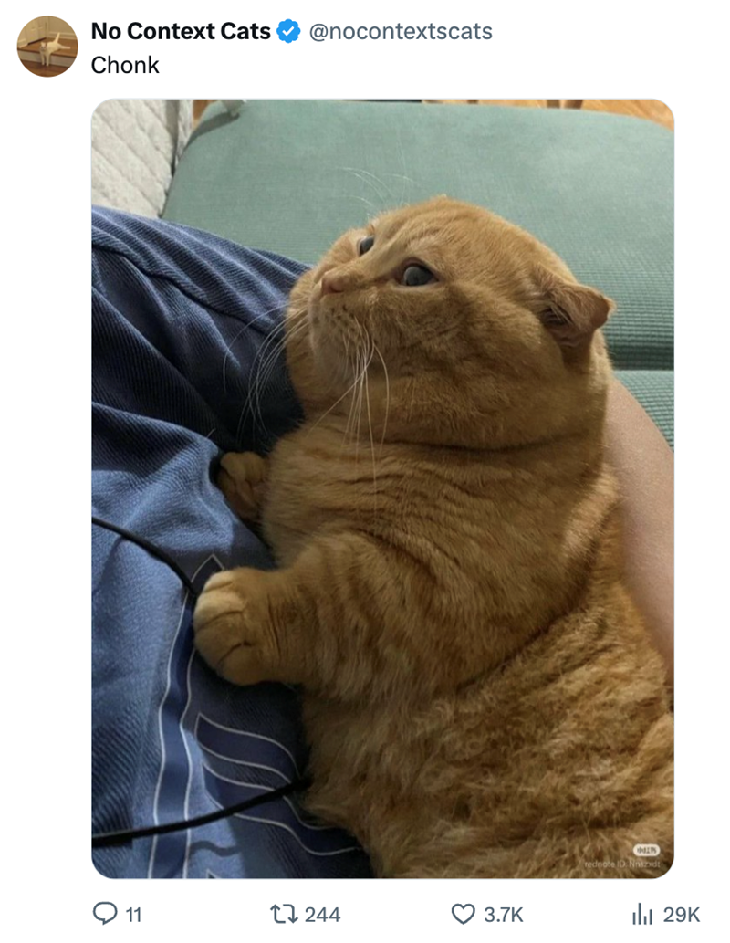 No Context Cats Chonk @nocontextscats 11 1244 3.7K rednote ID Nzxdt lil 29K