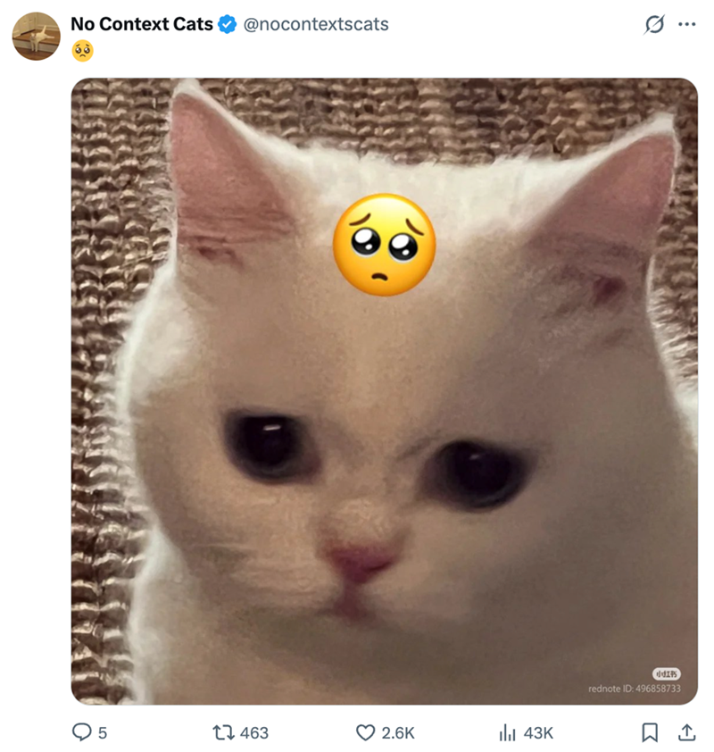 No Context Cats @nocontextscats ... 5 1463 2.6K ılı 43K 小红书 rednote ID: 496858733