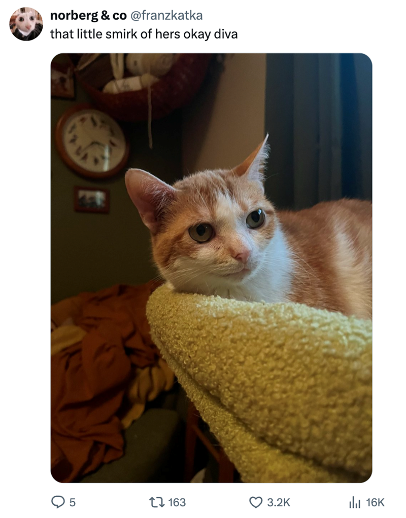 norberg & co @franzkatka that little smirk of hers okay diva 5 1163 3.2K III 16K
