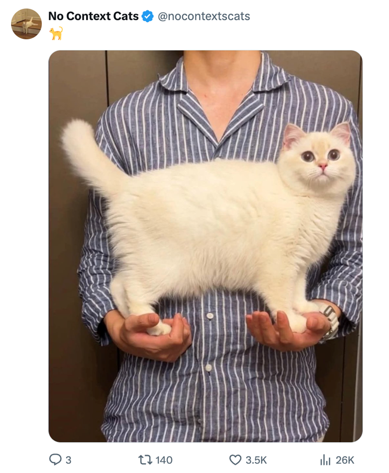 ୦ 3 140 3 3.5K No Context Cats @nocontextscats Ill 26K