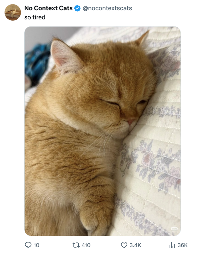 No Context Cats so tired @nocontextscats 10 410 3.4K Ill 36K