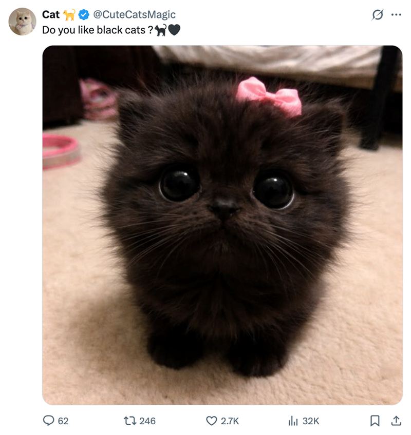 Cat @CuteCatsMagic Do you like black cats?♥ 62 1246 2.7K ılı 32K ...