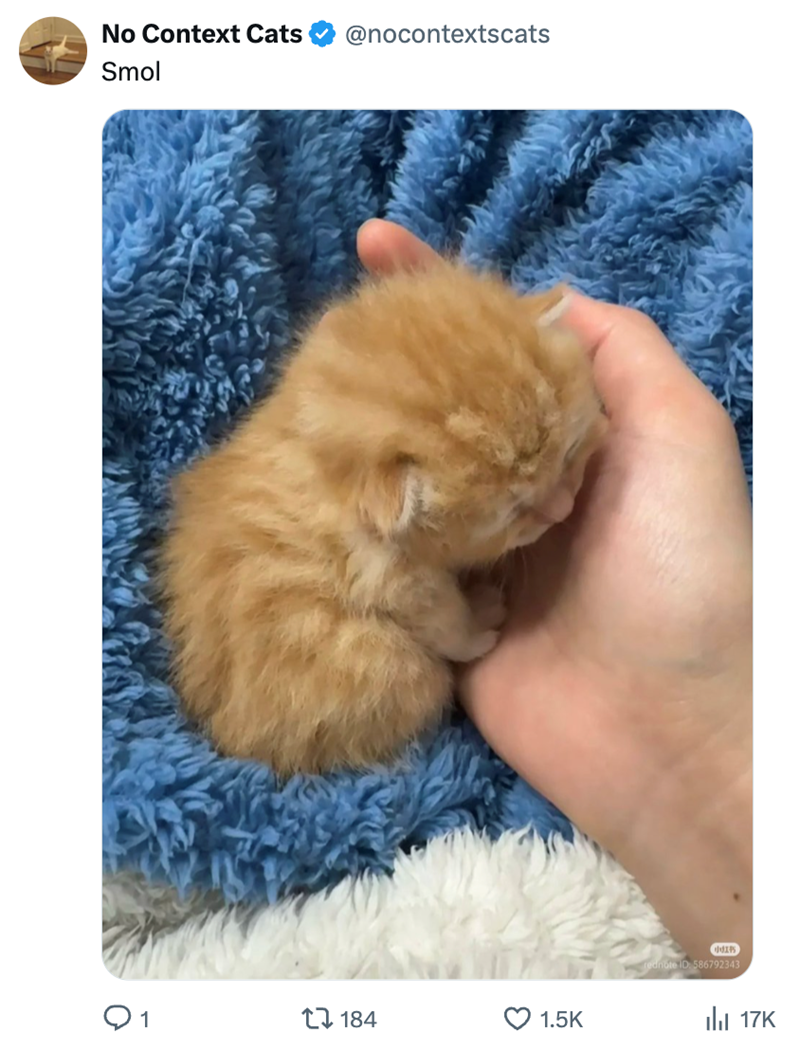 No Context Cats Smol @nocontextscats 184 1.5K rednote ID: 586792343 17K