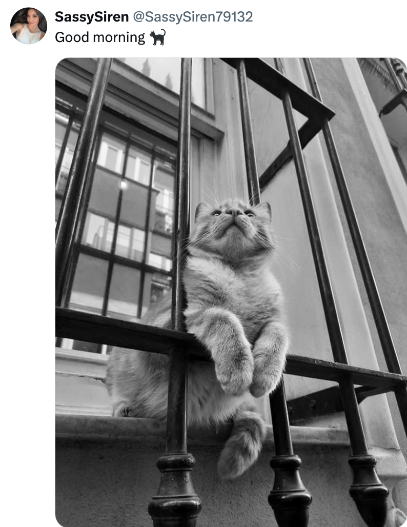 SassySiren @SassySiren79132 Good morning