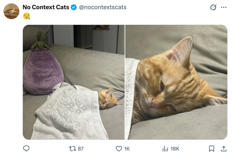 No Context Cats @nocontextscats .. 1787 1K 18K