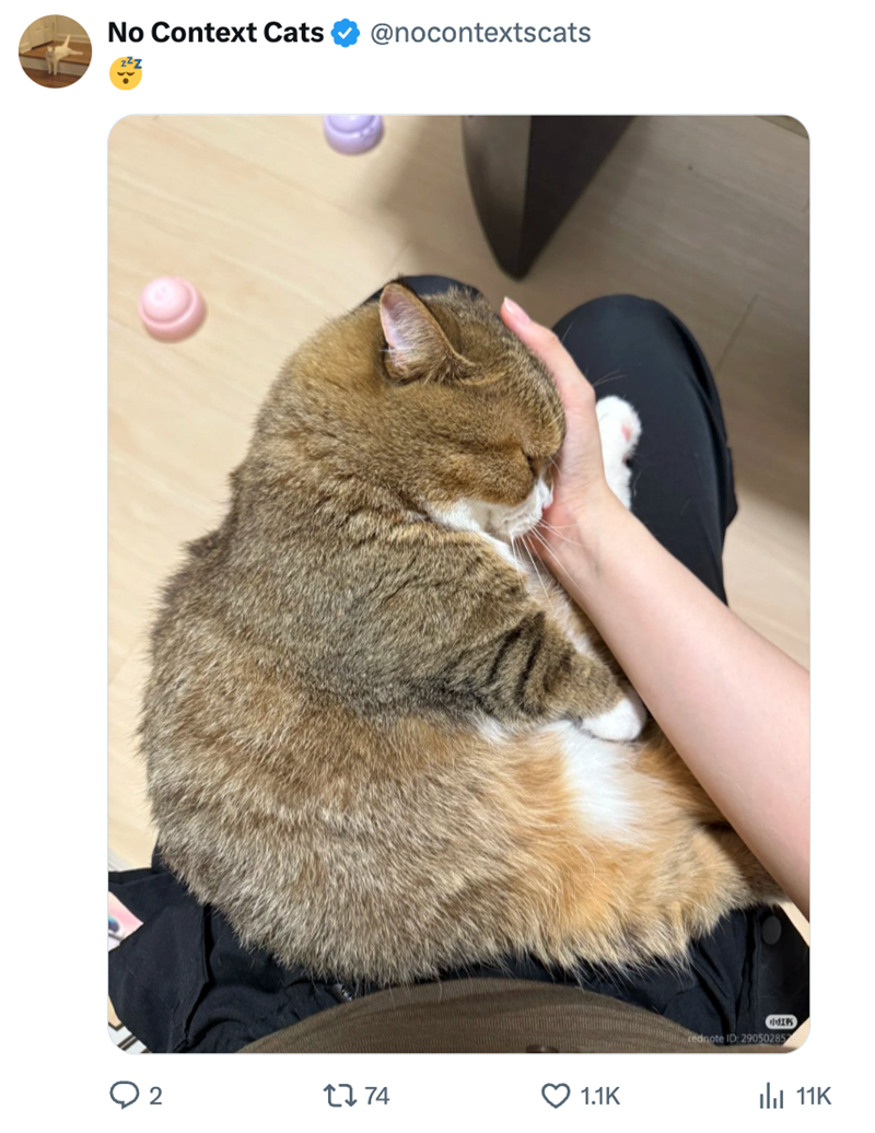 No Context Cats @nocontextscats 2 1274 1.1K rednote ID: 29050285 11K