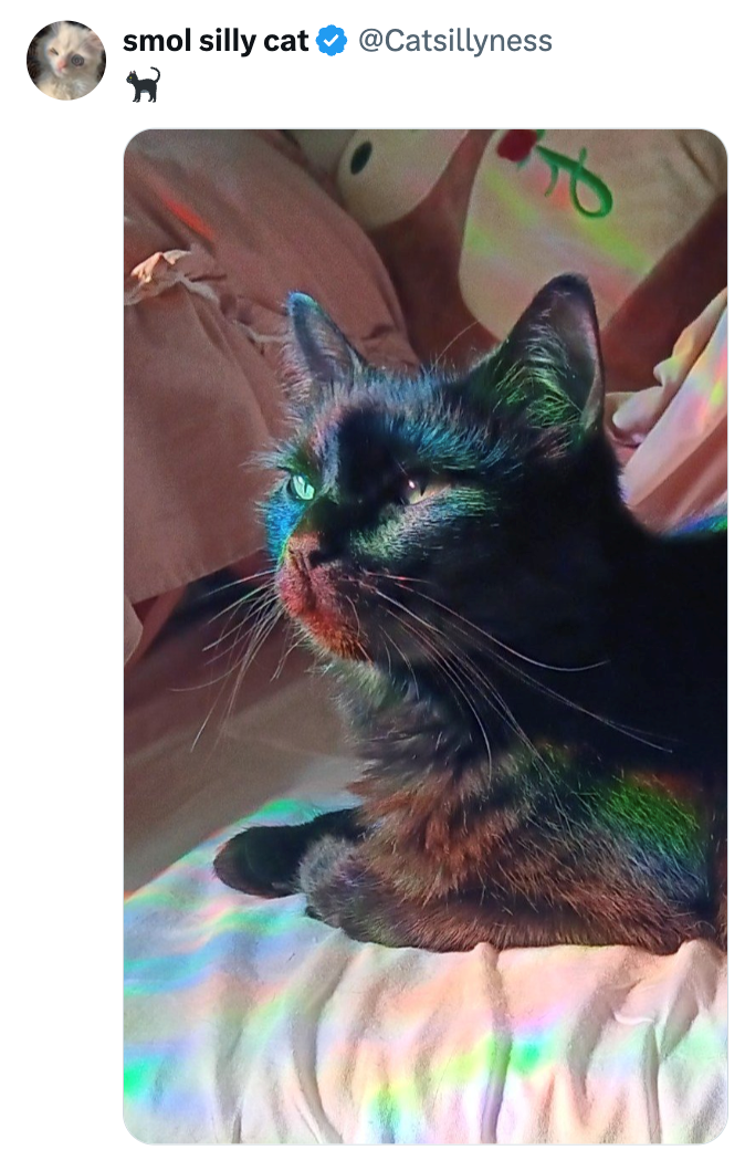 smol silly cat @Catsillyness f