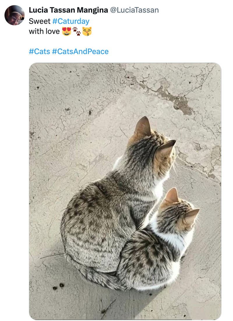 Lucia Tassan Mangina @LuciaTassan Sweet #Caturday with love #Cats #CatsAndPeace