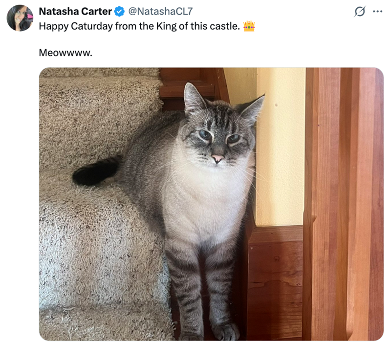 Natasha Carter @NatashaCL7 Happy Caturday from the King of this castle. Meowwww. Witle ***** .. ...