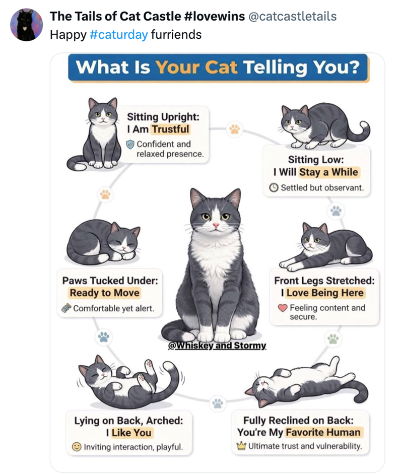 The Tails of Cat Castle #lovewins @catcastletails Happy #caturday furriends What Is Your Cat Telling You? Sitting Upright: I Am Trustful Confident and relaxed presence. Sitting Low: I Will Stay a While Settled but observant. Paws Tucked Under: Ready to Move Comfortable yet alert. @Whiskey and Stormy Front Legs Stretched: I Love Being Here Feeling content and secure. Lying on Back, Arched: I Like You Inviting interaction, playful. Fully Reclined on Back: You're My Favorite Human Ultimate trust an