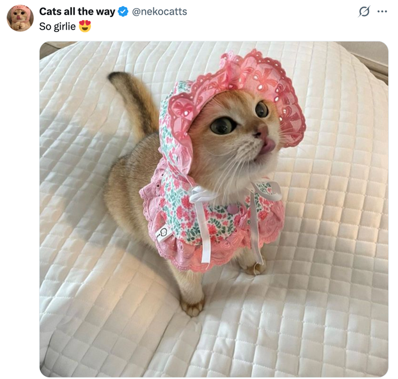 Cats all the way @nekocatts So girlie Q ...