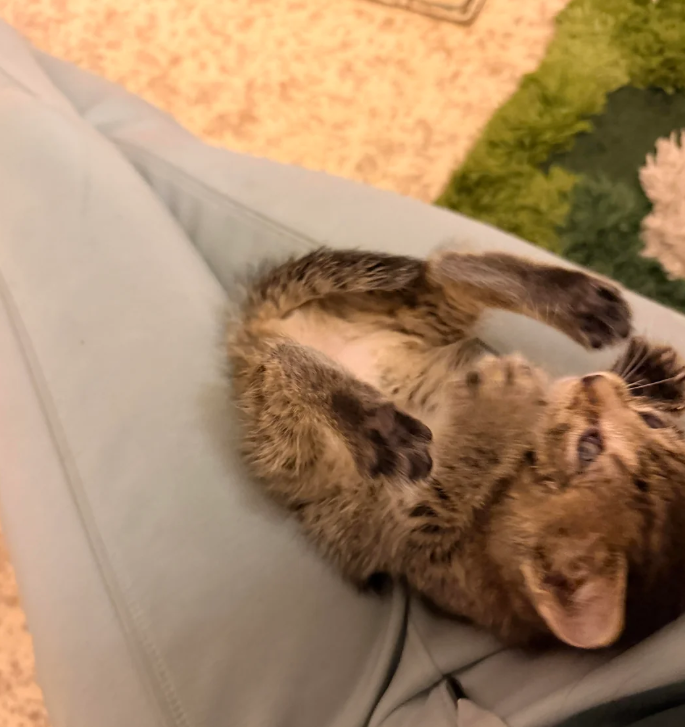 Cheezburger Image 10627076864