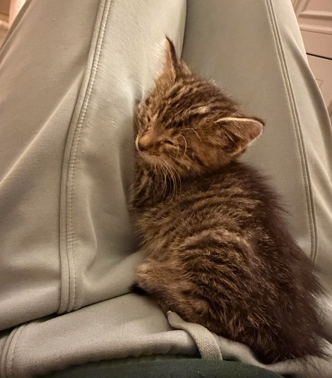 Cheezburger Image 10627077376