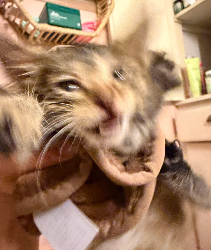 Cheezburger Image 10627077632