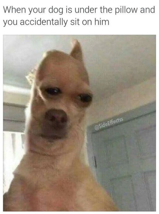 When your dog is under the pillow and you accidentally sit on him @Side Effectss