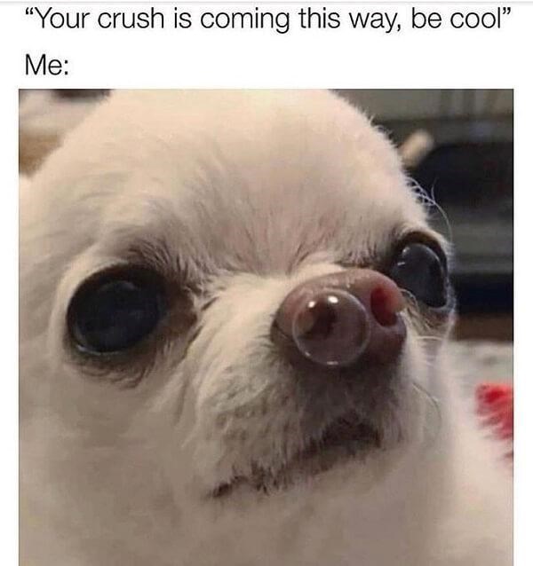 "Your crush is coming this way, be cool" Me: