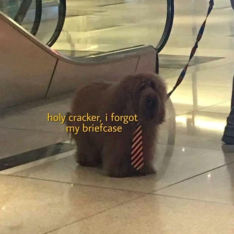 infinitedoggomemes holy cracker, i forgot my briefcase