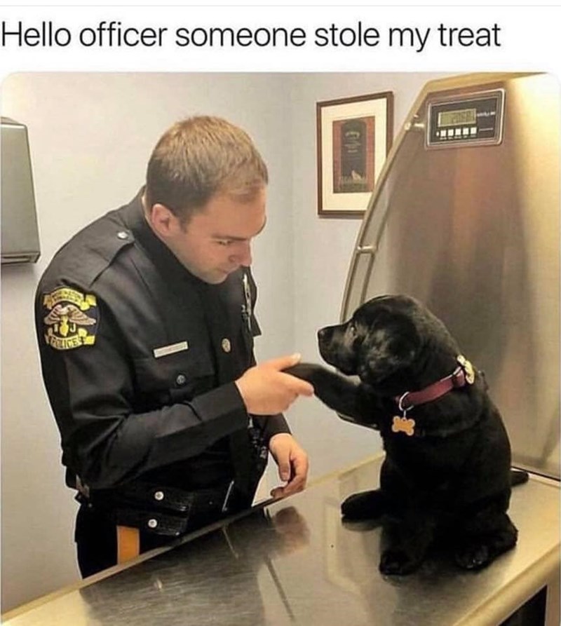 Hello officer someone stole my treat 041